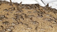 Negara bagian New South Wales Australia terancam oleh wabah tikus yang oleh pemerintah negara bagian itu digambarkan sebagai benar-benar belum pernah terjadi sebelumnya.
