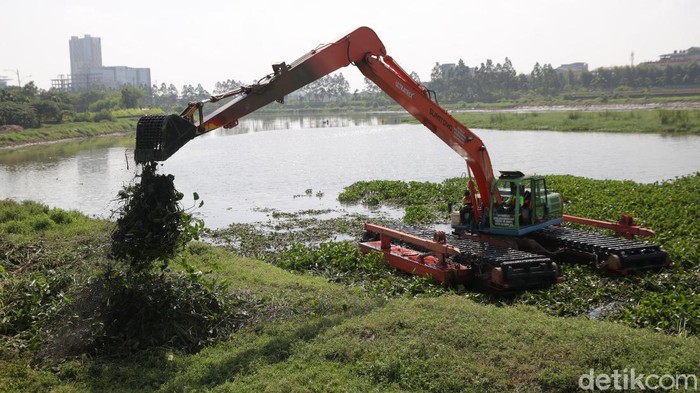 Demi menjaga normalisasi fungsi sungai sebagai kawasan aliran air, dilakukan pembersihan eceng gondok di Kanal Banjir Timur.