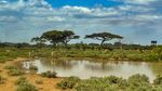 Libur Pandemi, Kenya Sensus Satwa Liar Gede-gedean