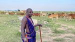 Libur Pandemi, Kenya Sensus Satwa Liar Gede-gedean