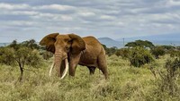 Terakhir kali Kenya merekam gajah kembar adalah 40 tahun lalu. Para peneliti dan petugas Taman Amboseli sibuk menghitung keberadaan gajah yang kelahirannya mengalami ledakan pada masa pandemi.