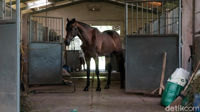 Seperti Ini Fasilitas Perawatan Kuda di Pamulang Di Pamulang Equestrian Centre, kuda-kuda dirawat dengan baik. Pamulang Equestrian Centre juga menerima penitipan kuda peliharaan untuk dirawat.