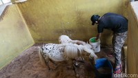 Kuda di Pamulang Equestrian Centre diberi pakan rumput dan pelet untuk kebutuhan nutrisi.