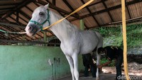 Pamulang Equestrian Centre menyediakan jasa penitipan kuda peliharaan bagi pemilik yang tidak mempunyai kandang kuda.