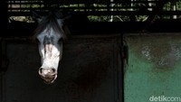 Pamulang Equestrian Centre berlokasi di Jalan Pajajaran, Tangerang Selatan, Banten, merupakan sekolah berkuda pertama di Indonesia.