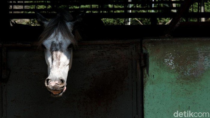 Seperti Ini Fasilitas Perawatan Kuda di Pamulang Di Pamulang Equestrian Centre, kuda-kuda dirawat dengan baik. Pamulang Equestrian Centre juga menerima penitipan kuda peliharaan untuk dirawat.