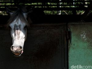 Mengintip Perawatan Kuda di Pamulang
