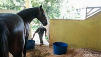 Petugas Pamulang Equestrian Centre tengah memberi pakan untuk kuda yang ditaruh di kandang.