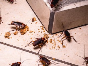 9 Bahan Alami Ini Ampuh Singkirkan Kecoak dari Dapur