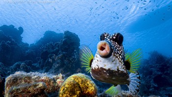 Mmuach, ikan eksotis ini siap-siap mengecup si fotografer. Foto: Philipp Stahr/Comedy Wildlife Photography Awards