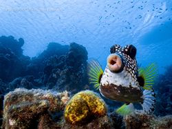 Tingkah Hewan yang Kocak dalam Comedy Wildlife Photography Awards