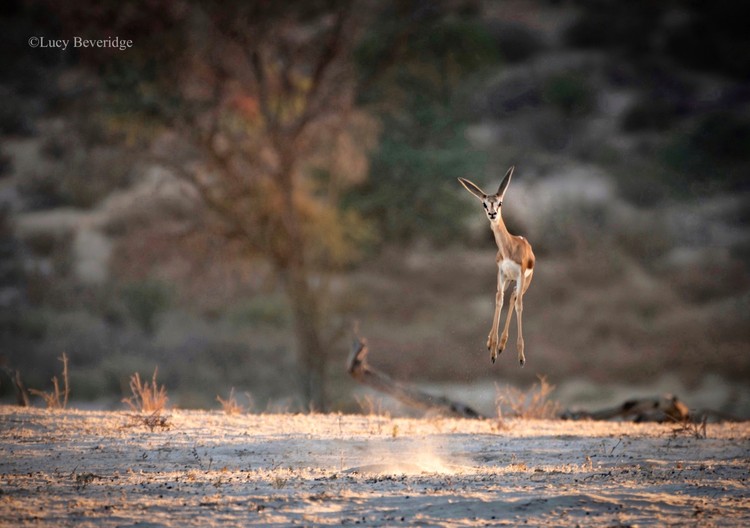 Comedy Wildlife Photography Awards 2021 Comedy Wildlife Photography Awards 2021