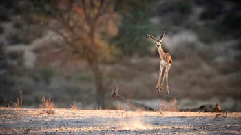 Yay sudah akhir pekan! kata springbok di Kgalagadi Transfrontier Park ini. Foto: Lucy Beveridge/Comedy Wildlife Photography Awards