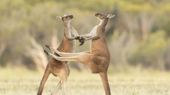 Dua ekor kanguru ini mau bertarung tapi yang satunya malah salah tendang. Foto: Lea Scaddan/Comedy Wildlife Photography Awards