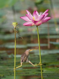 Comedy Wildlife Photography Awards 2021