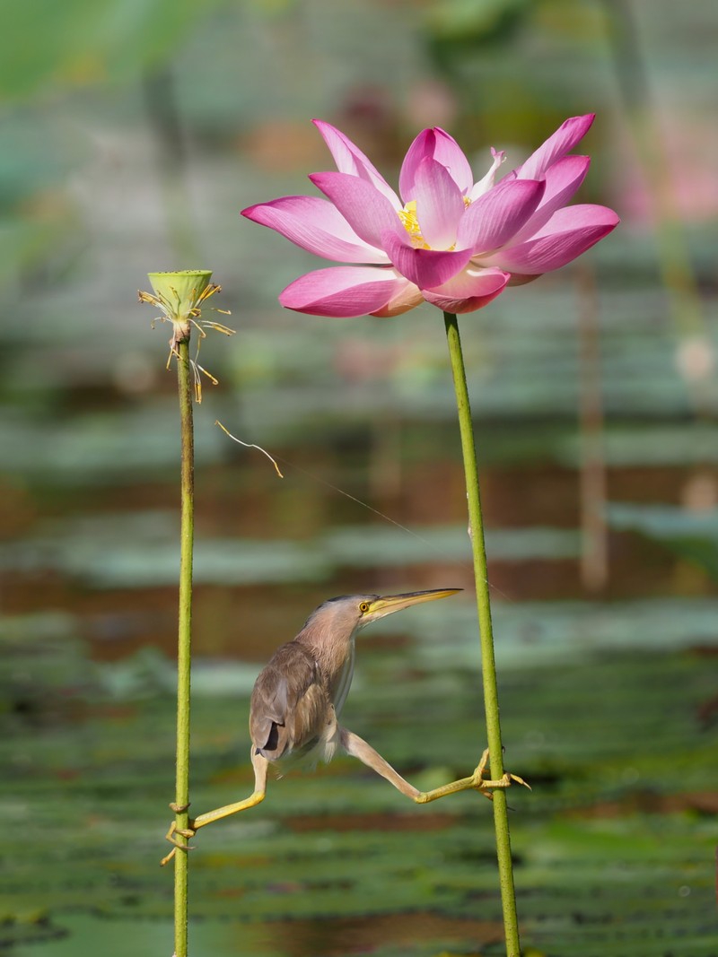 Comedy Wildlife Photography Awards 2021