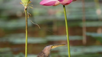 Burung bittern kuning ini sedang berlatih yoga di antara dua tangkai bunga teratai. Foto: KT Wong/Comedy Wildlife Photography Awards