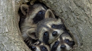 Tiga anak rakun dan ibunya rebutan tempat untuk difoto. Foto: Kevin Biskaborn/Comedy Wildlife Photography Awards