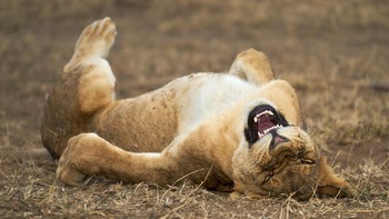 Singa di Serengeti National Park ini habis dengar guyonan apa ya? Foto: Giovanni Querzani/Comedy Wildlife Photography Awards