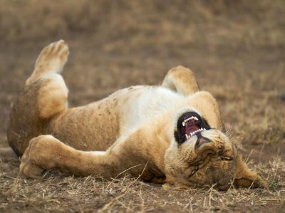 Tingkah Hewan yang Kocak dalam Comedy Wildlife Photography Awards