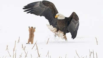 Dor! Prairie dog ini berhasil mengejutkan dan kabur dari si burung elang. Foto: Arthur Trevino/Comedy Wildlife Photography Awards