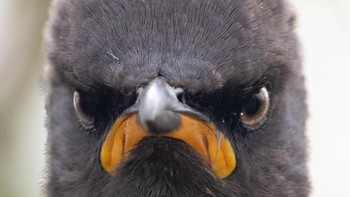 Burung starling ini menggambarkan mood semua orang yang harus kembali bekerja setelah libur panjang. Foto: Andrew Mayes/Comedy Wildlife Photography Awards