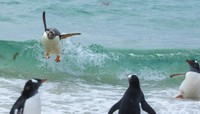 Comedy Wildlife Photography Awards 2021