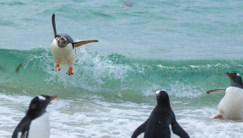 Comedy Wildlife Photography Awards 2021