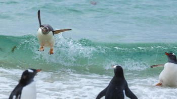 Penguin-penguin menggemaskan ini terlihat sangat ceria saat berselancar di laut. Foto: Tom Svensson/Comedy Wildlife Photography Awards