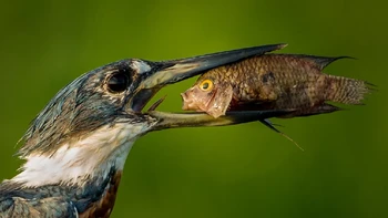 Uh oh... Ikan ini pasti kaget saat terperangkap di mulut burung. Foto: Txema Garcia Laseca/Comedy Wildlife Photography Awards