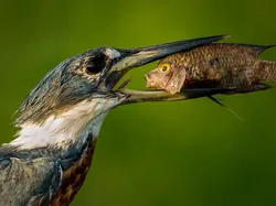 Tingkah Hewan yang Kocak dalam Comedy Wildlife Photography Awards