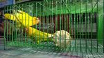 Ini Dia Love Bird yang Ditukar Honda CRV Oleh Pria Lamongan