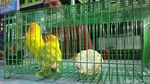 Ini Dia Love Bird yang Ditukar Honda CRV Oleh Pria Lamongan