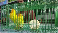Dodik mengaku meski koleksi burung love bird di rumah sudah banyak, namun untuk jenis split yellow ini masih belum dimilikinya.
