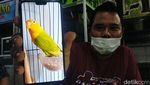 Ini Dia Love Bird yang Ditukar Honda CRV Oleh Pria Lamongan