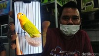 Didik Saputra menunjukkan foto burung love bird yang akan ditukar dengan mobil Honda CRV miliknya. Didik mengaku sangat ingin memiliki koleksi burung love bird jenis split Australian Yellow Face, karena merupakan mutasi baru dari love bird.