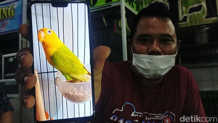 Ini Dia Love Bird yang Ditukar dengan Honda CRV Oleh Pria Lamongan Didik Saputra, pria asal Lamongan rela menukar mobil Honda CRV miliknya dengan sepasang love bird split Australian Yellow Face. Seperti apa penampakan burungnya?