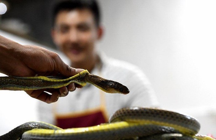 Klaim Makan Daging Ular Berbisa Bisa Cegah COVID-19, Pria Ini Ditangkap Polisi