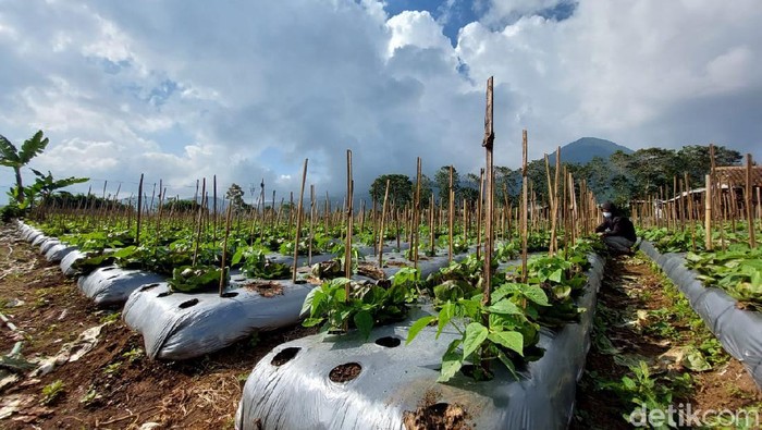 lahan pertanian di lembang