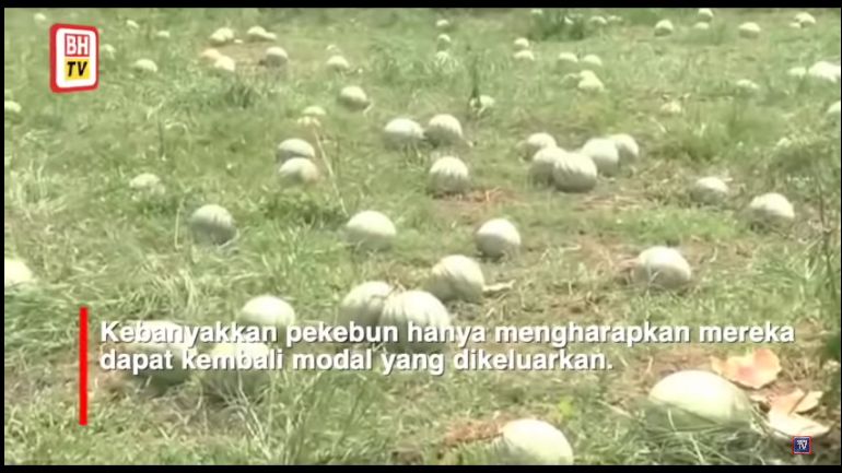 petani bagikan 20 ton semangka karena imbas pandemi