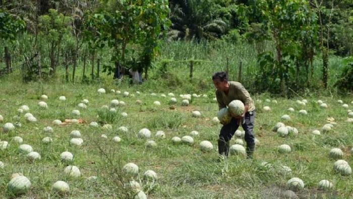 petani bagikan 20 ton semangka karena imbas pandemi petani bagikan 20 ton semangka karena imbas pandemi