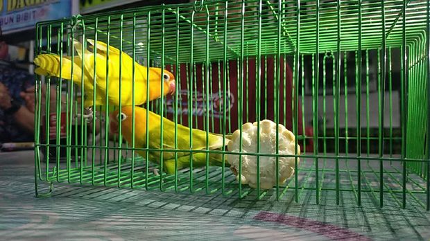 Pria Asal Lamongan Tukar Mobil Honda CRV Dengan Sepasang Burung Love Bird di Surabaya