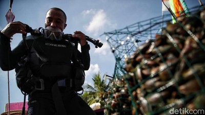Restorasi Kerang Hijau untuk Jernihkan Laut Jakarta