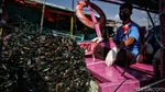 Restorasi Kerang Hijau untuk Jernihkan Laut Jakarta