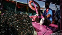 Perlu diketahui selama ini kerang hijau menjadi konsumsi makanan di Jakarta
