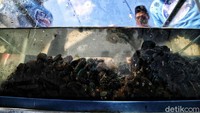 Tetapi menurut penelitian kerang hijau tidak aman dikonsumsi karena tingkat merkuri yang tinggi.