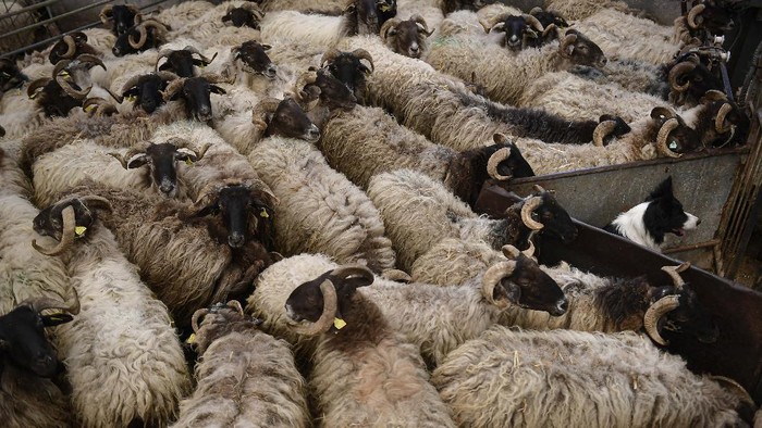 Begini Lho Cara Mencukur Bulu Domba Sebelum jadi Wol Shearer Juan Ramon works with a flock of sheep in the small Pyrenean village of Bizkarreta, northern Spain, Saturday, May 29, 2021. The sheep are normally shorn before the summer season gets too hot for the animals with their fleeces. (AP Photo/Alvaro Barrientos)