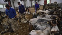 Domba yang telah dicukur mengantre keluar tempat pemotongan.