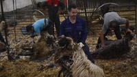 Bulu tebal domba biasa dipakai manusia untuk dijadikan bahan kain wol, yang bisa digunakan untuk membuat pakaian.