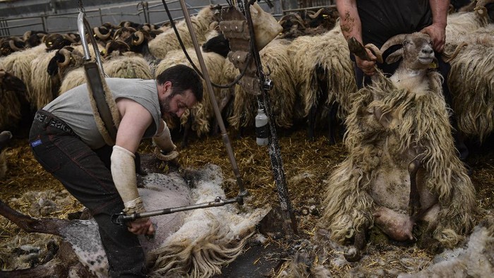 Shearer Juan Ramon works with a flock of sheep in the small Pyrenean village of Bizkarreta, northern Spain, Saturday, May 29, 2021.  The sheep are normally shorn before the summer season gets too hot for the animals with their fleeces. (AP Photo/Alvaro Barrientos)